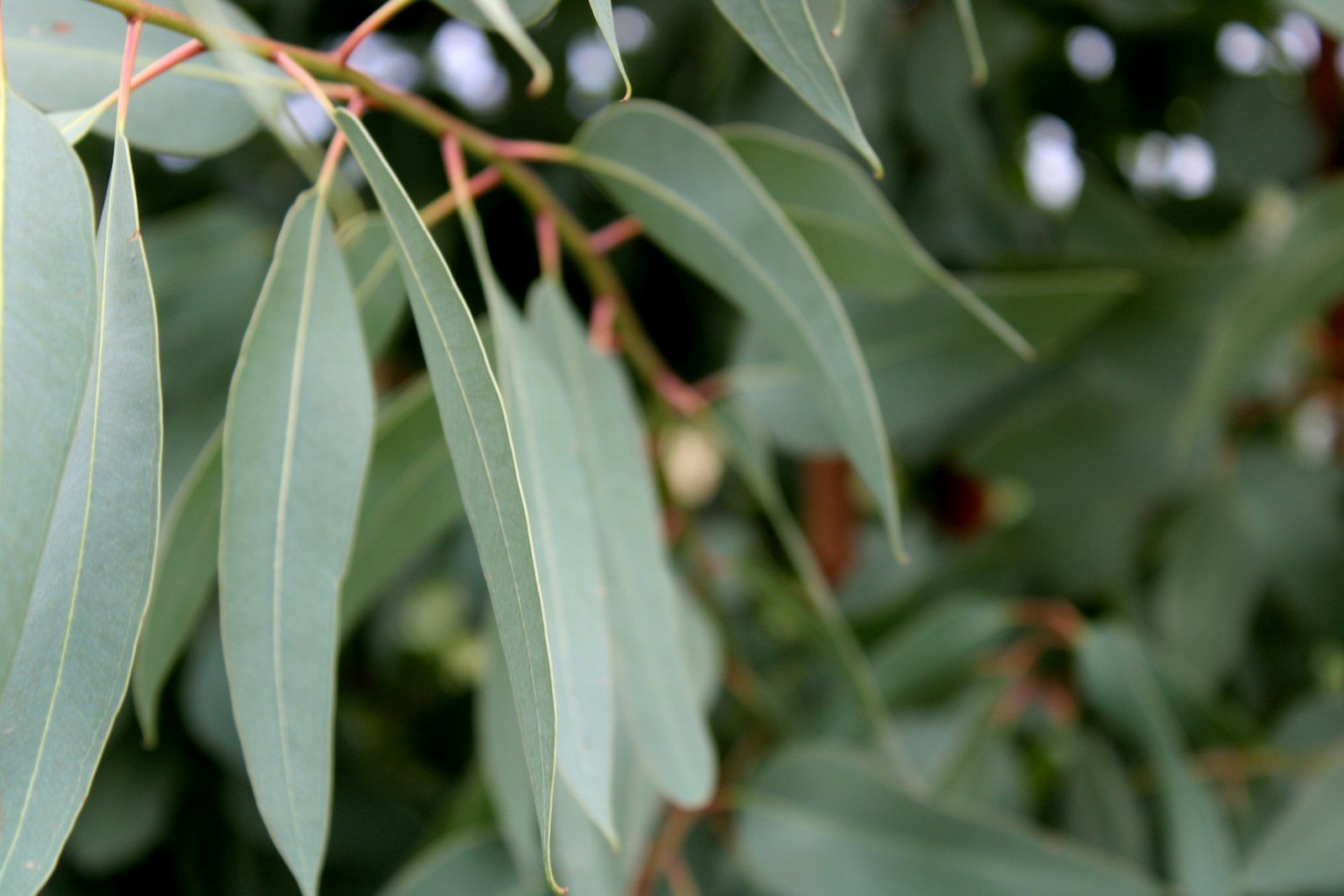 Eucalyptus leaves on a branch