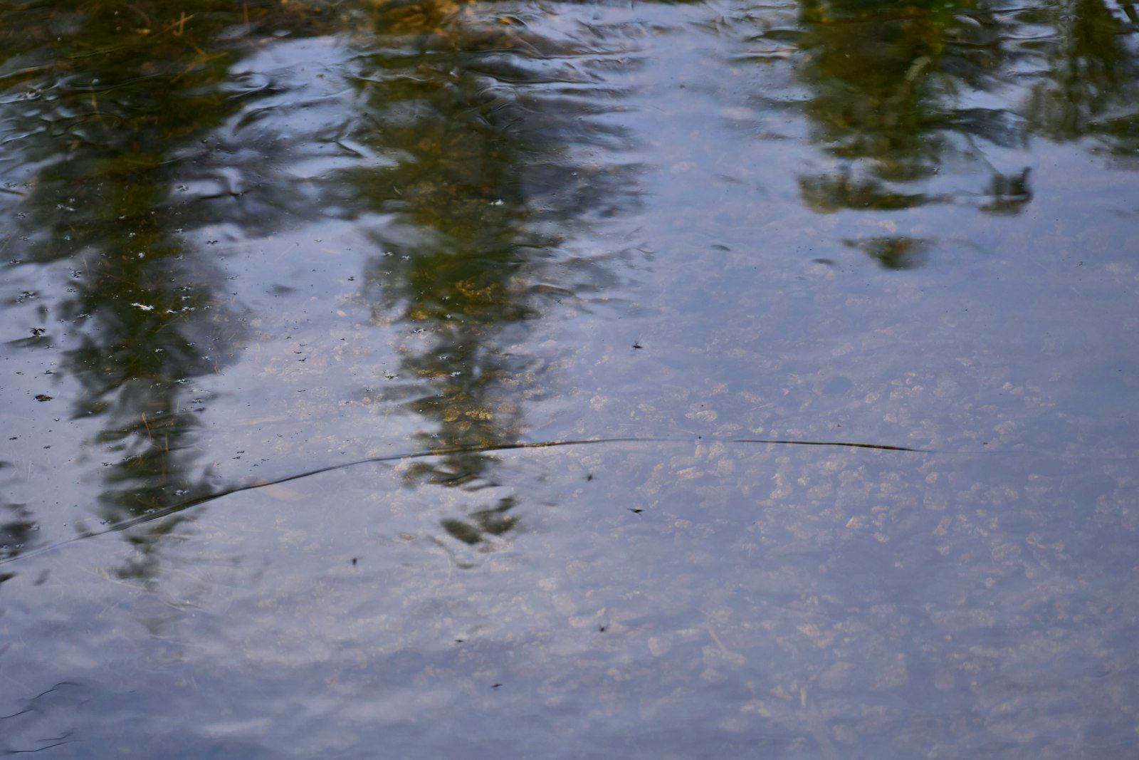 Reflections of trees on a calm water surface