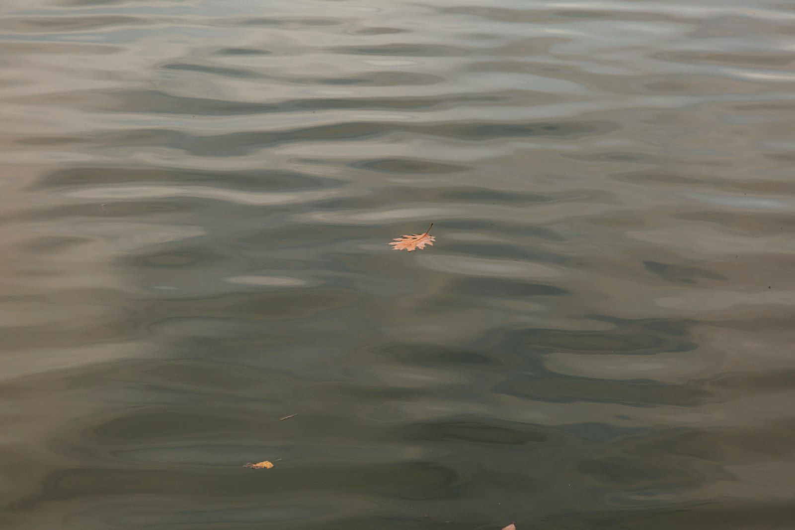 Small debris floats on dark, rippling water.