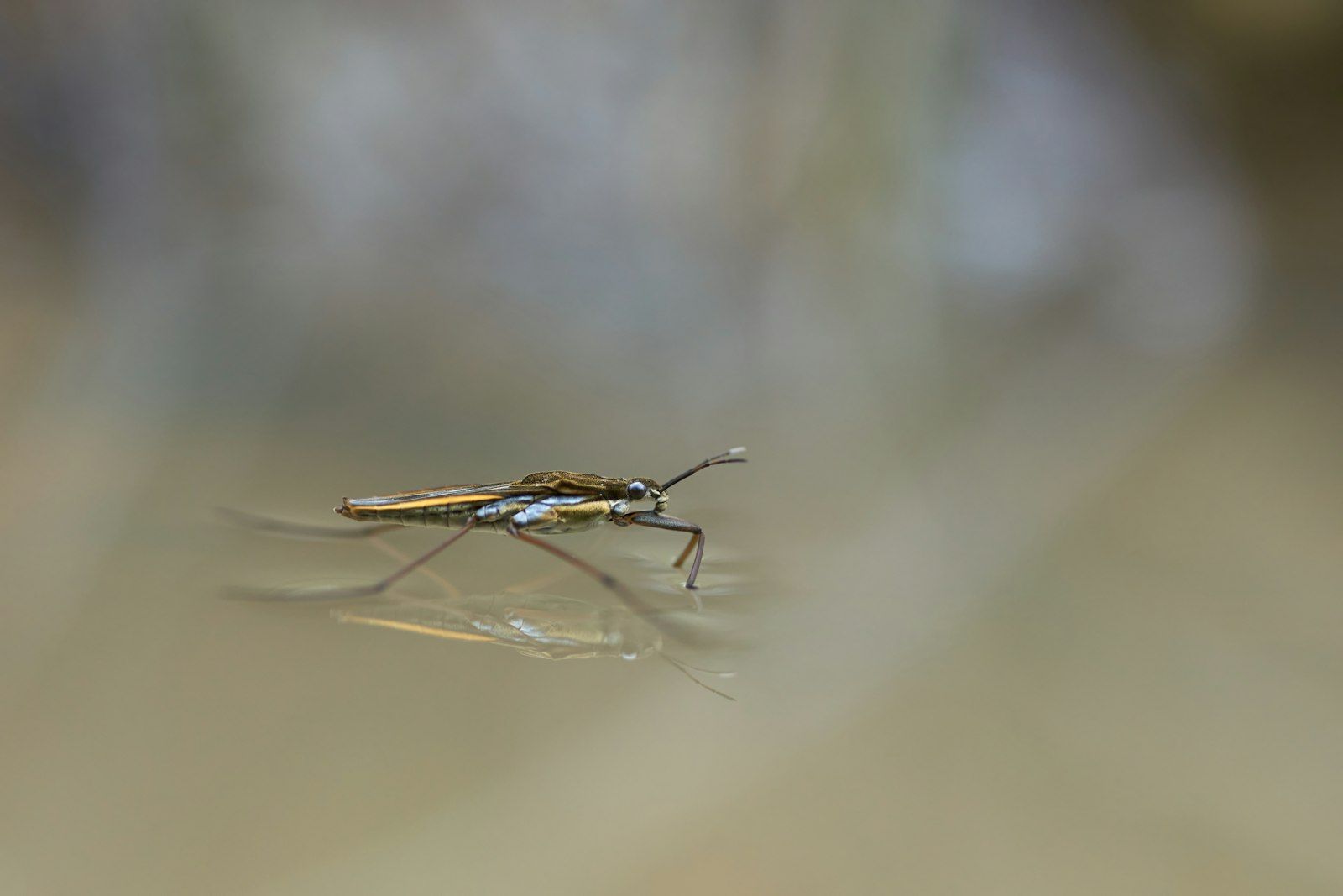 brown and black insect on brown grass in close up photography during daytime