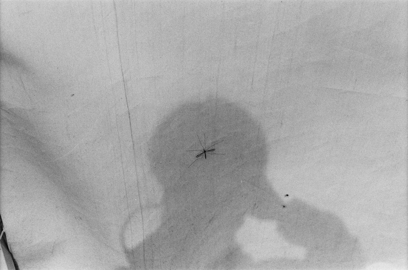A mosquito on a crumpled white fabric