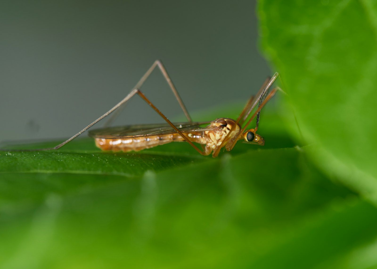 A small insect rests on a green leaf.