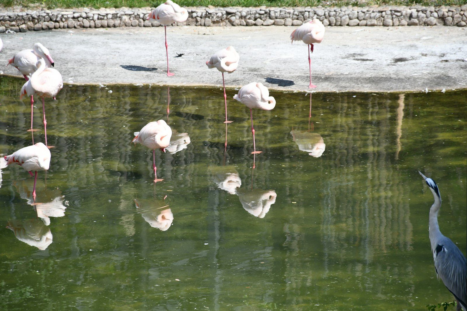 Flamingos stand by a pond with reflections