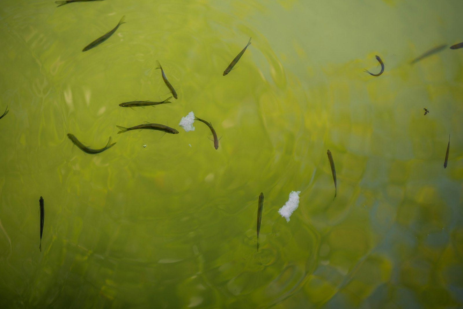Small fish swimming in green water with white debris