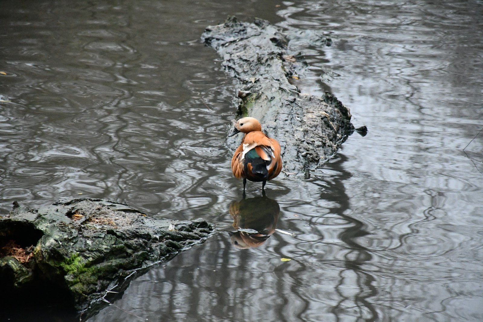 A ruddy shelduck stands in murky water.