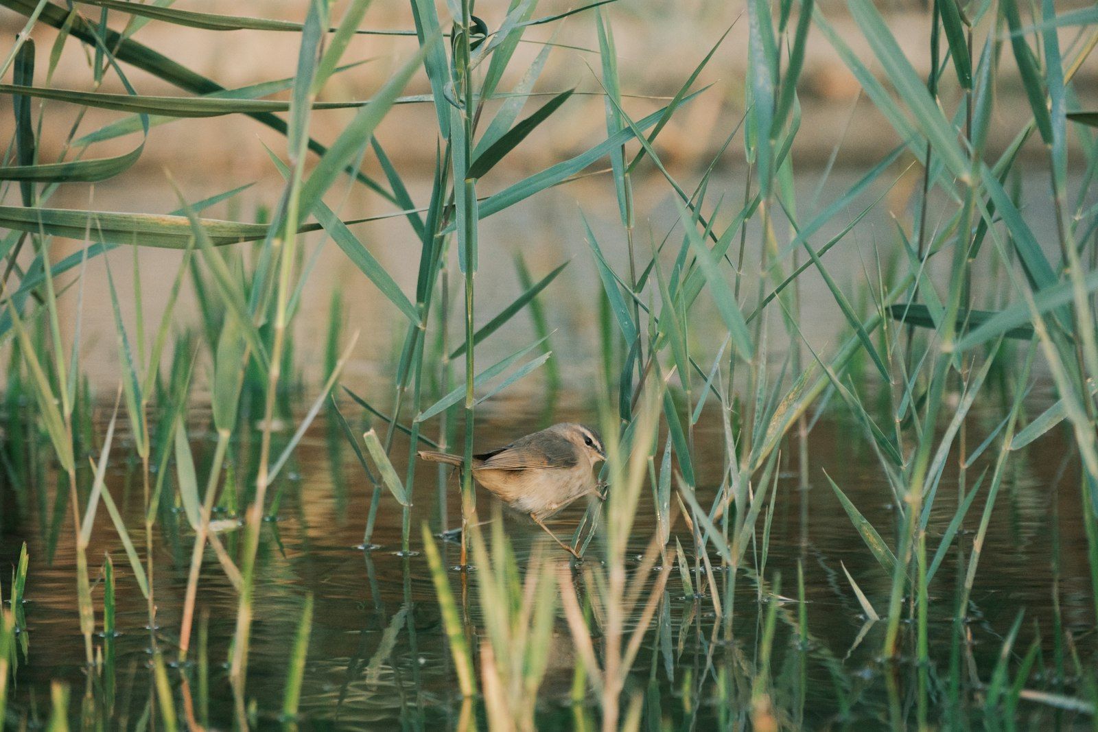 A small bird stands among tall reeds by the water