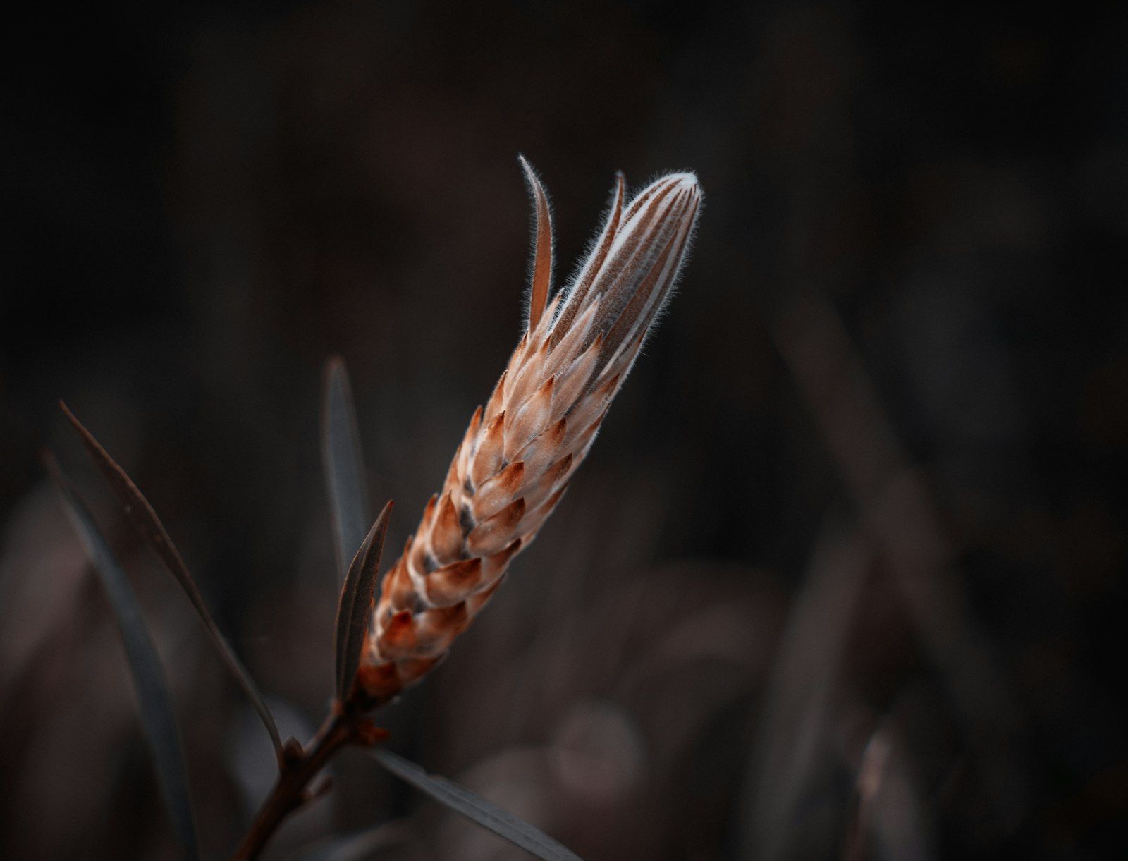 brown and white bird of paradise in close up photography