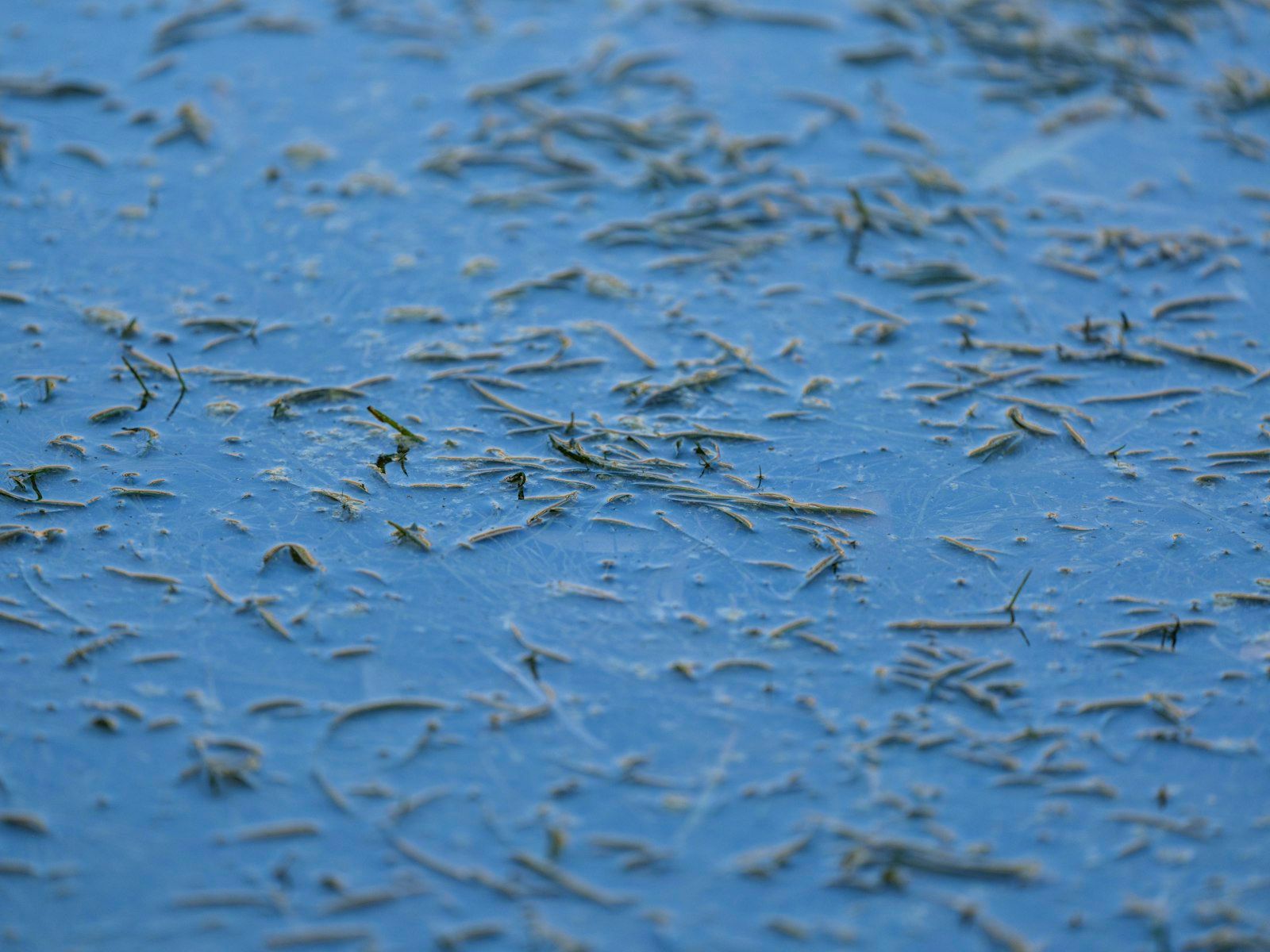 Close-up of dried grass on a blue surface