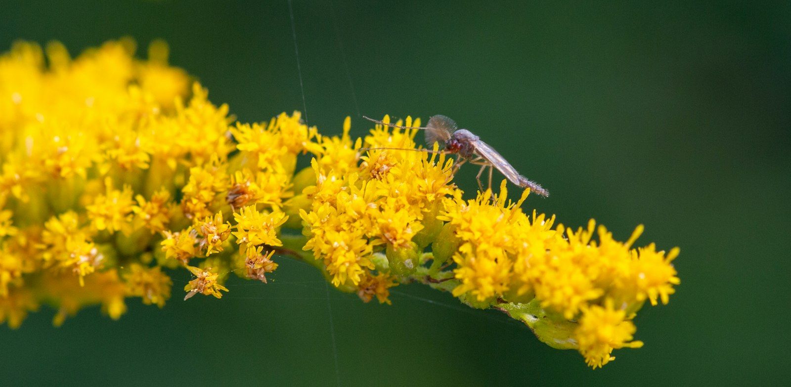 A small insect rests on a bright yellow flower