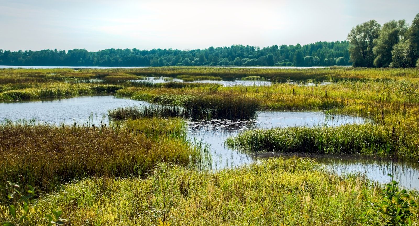 A tranquil wetland with calm water and lush vegetation.