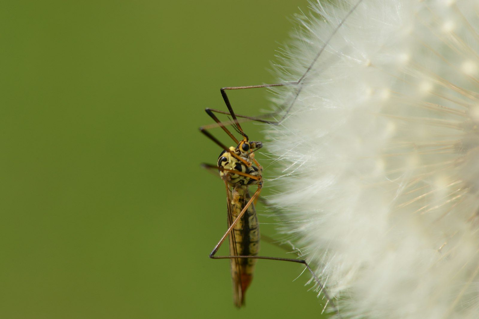a close-up of a bug