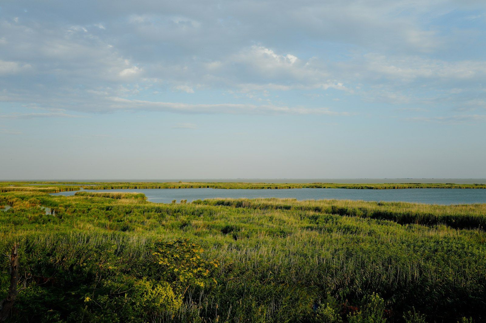 Reeds and marshland beside a shallow lake