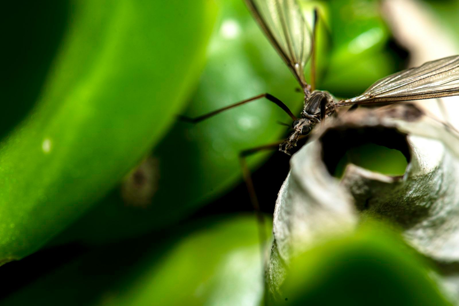 black insect