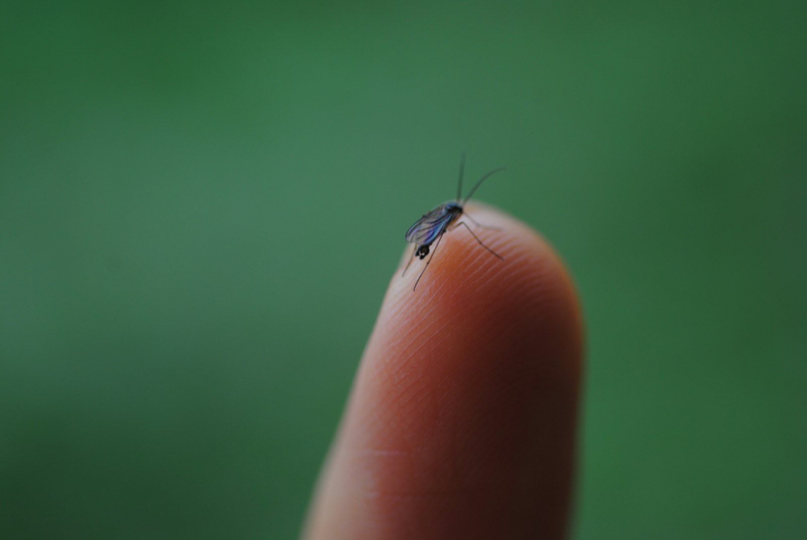 A small mosquito rests on a fingertip.