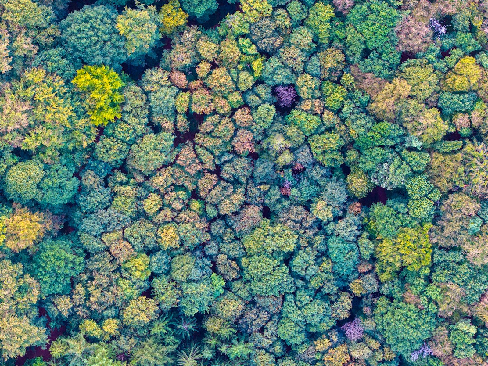 An aerial view of a dense forest with green and yellow autumn foliage