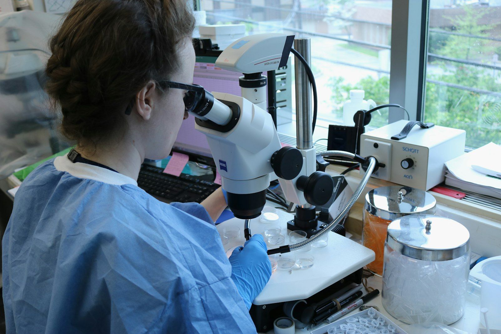 A researcher identifies preserved mosquito specimens under a dissecting microscope