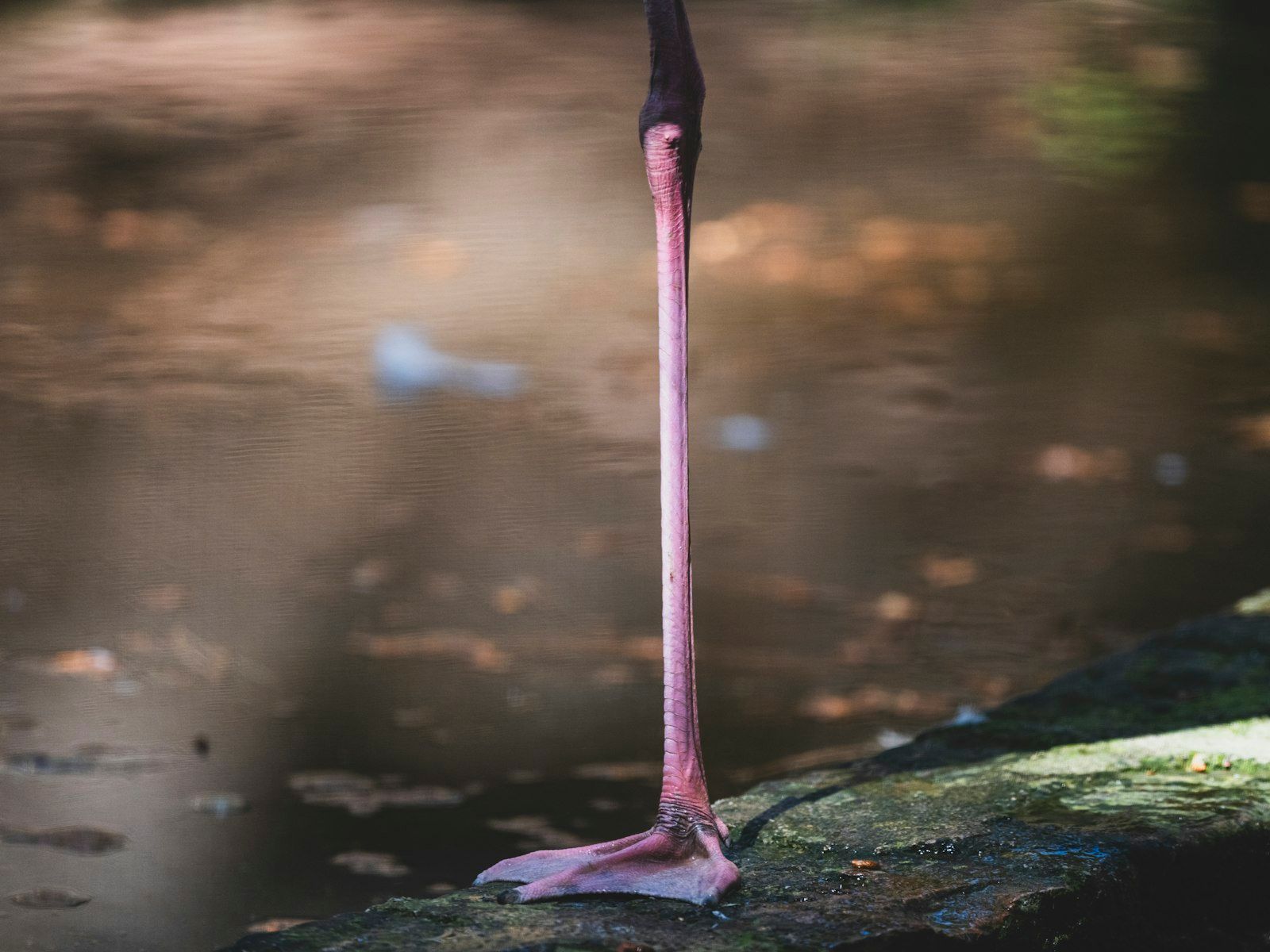 A flamingo's long pink leg stands in water