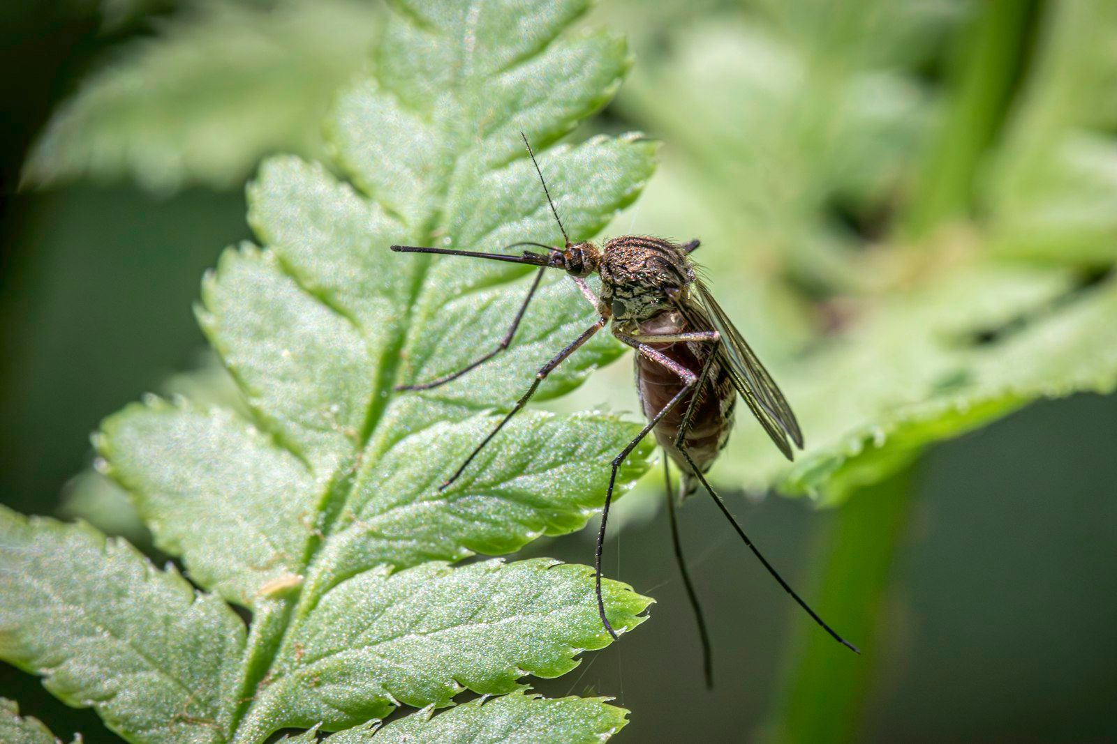 a close up of a mosquito on a leaf