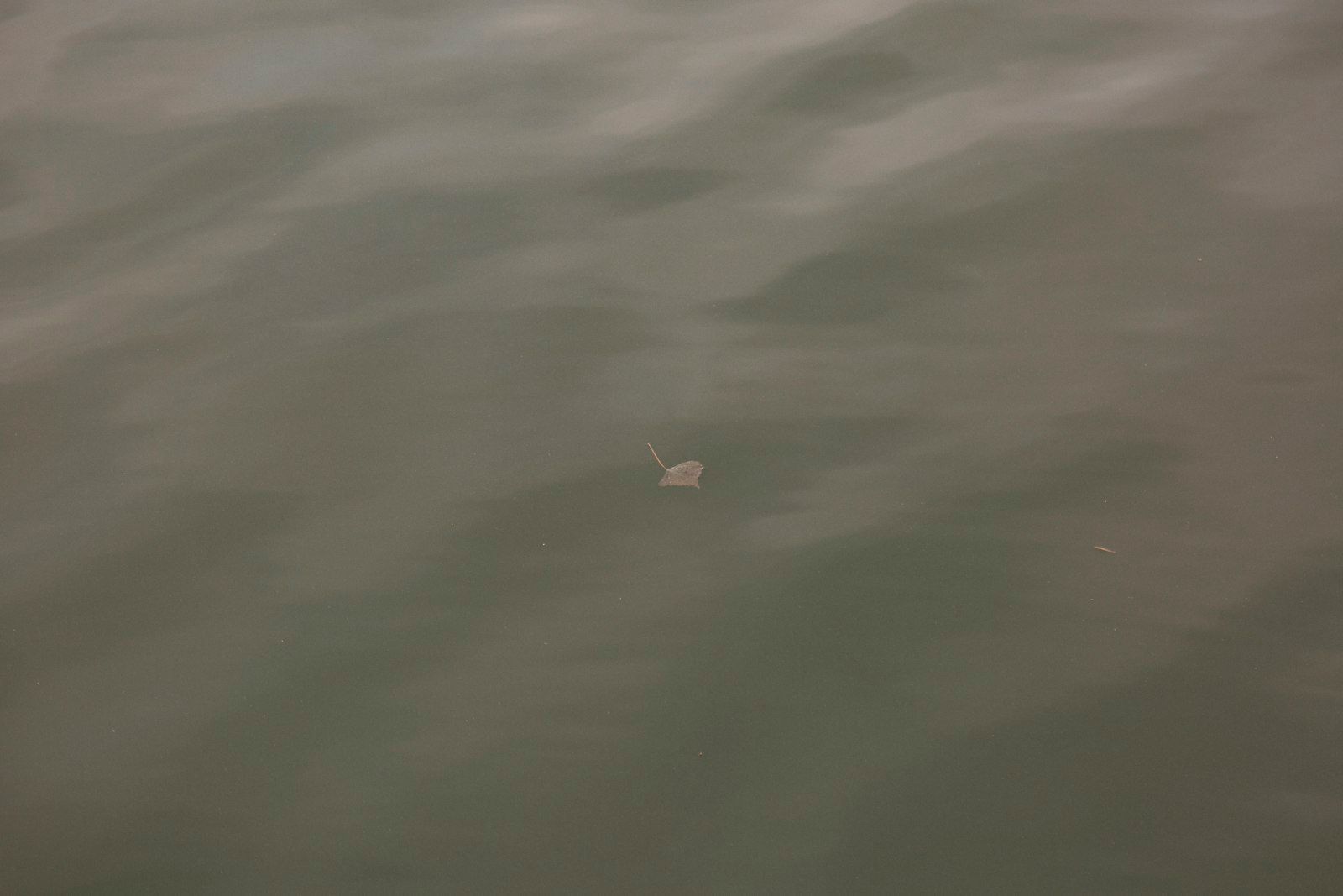 A small jellyfish floats in murky water.