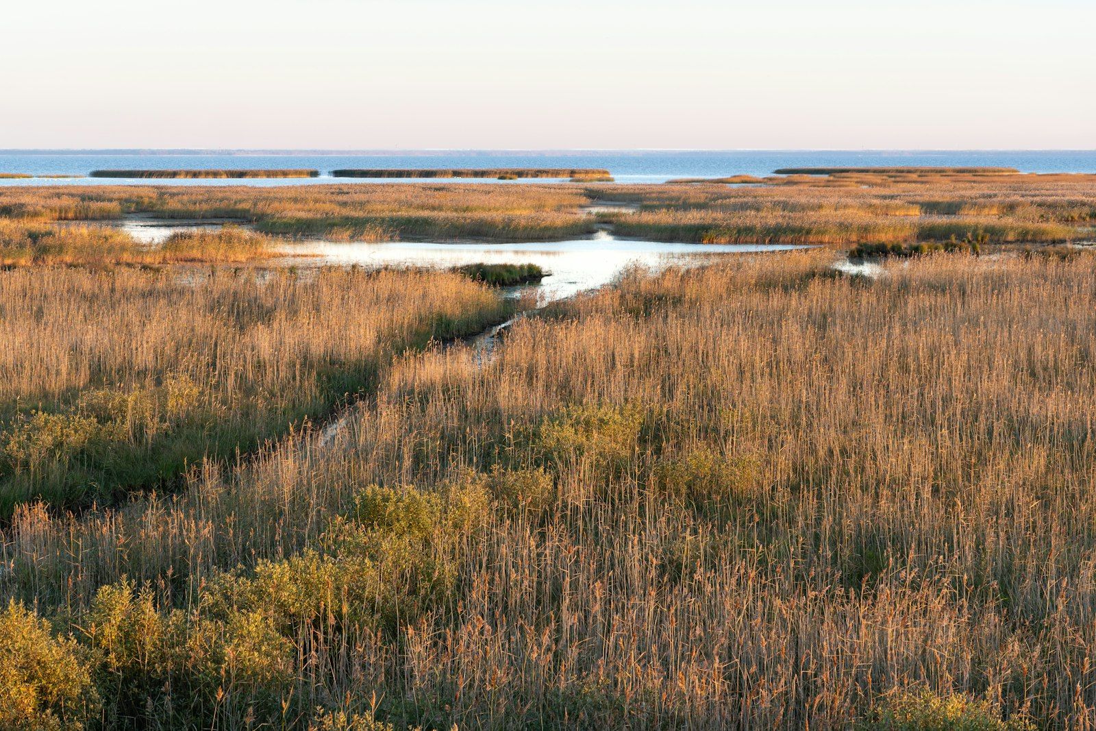 Tall marsh grass borders calm water under a clear sky.