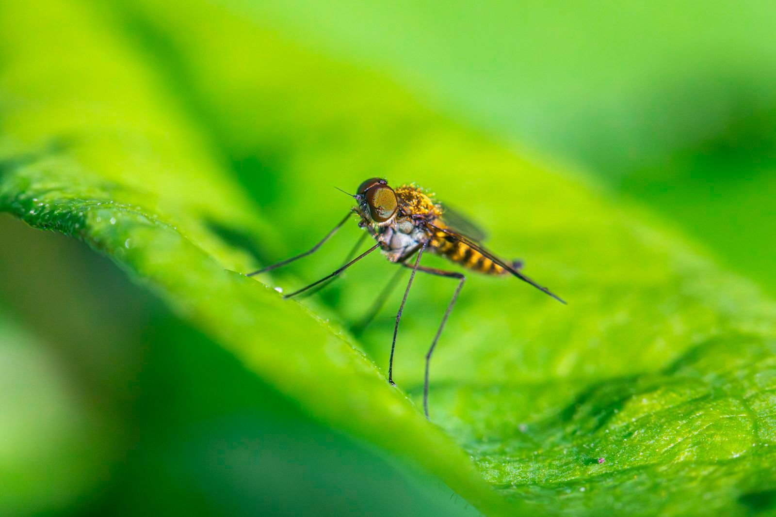 A close up of a mosquito on a green leaf
