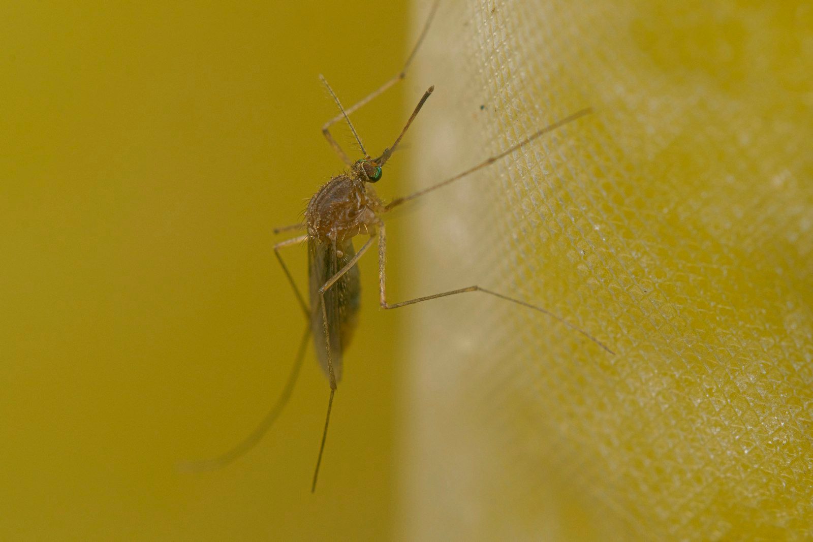 A close up of a mosquito on a yellow surface