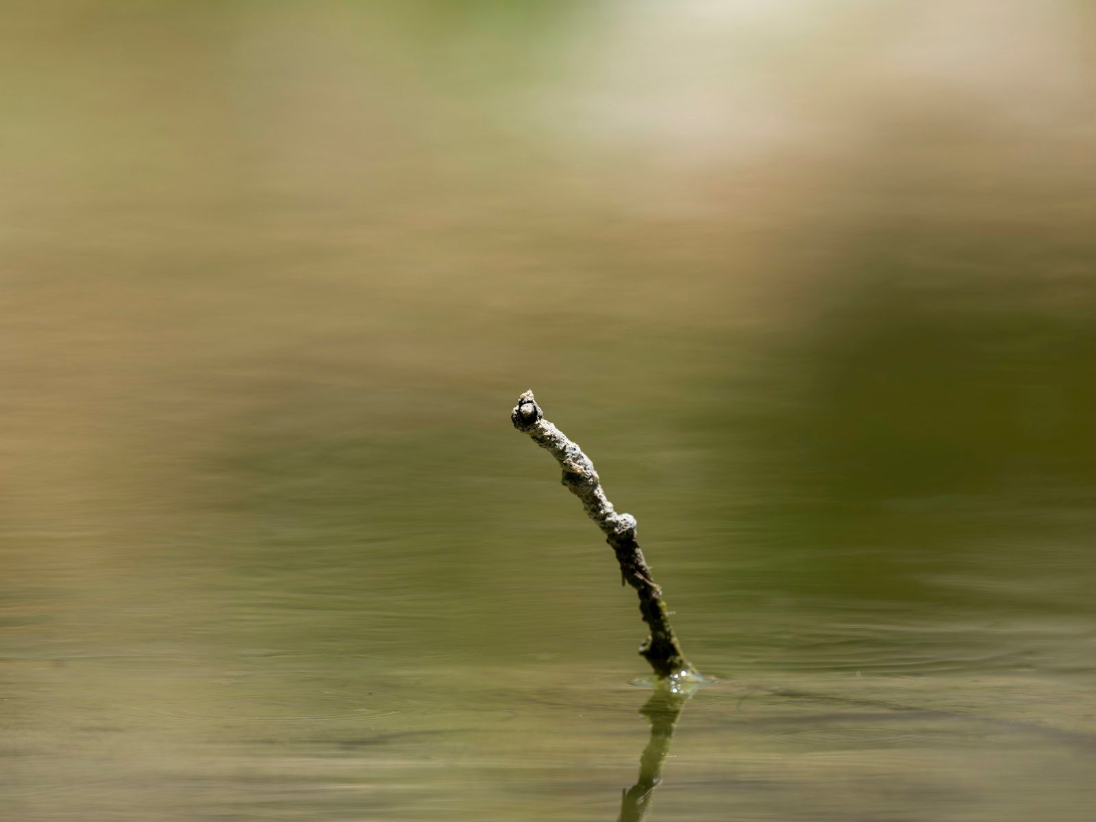 A stick extends out from the water.