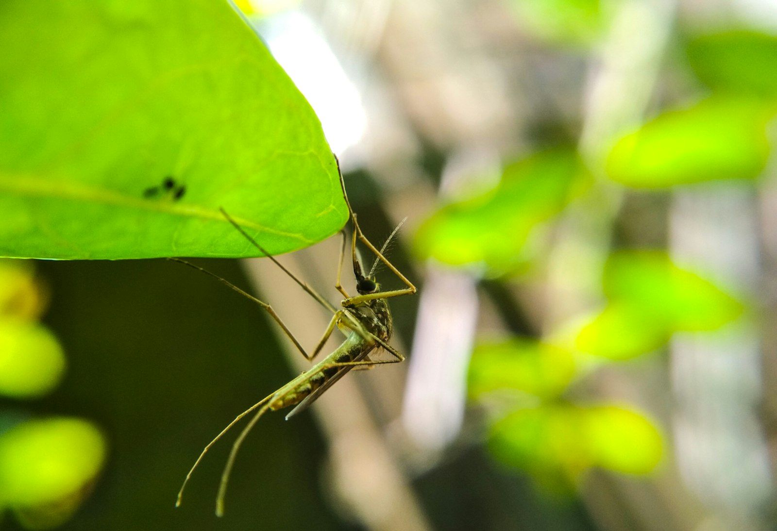 A mosquito hangs from a green leaf.