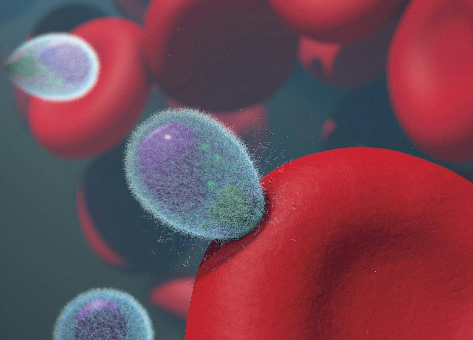 Illustration of malaria parasites invading human red blood cells