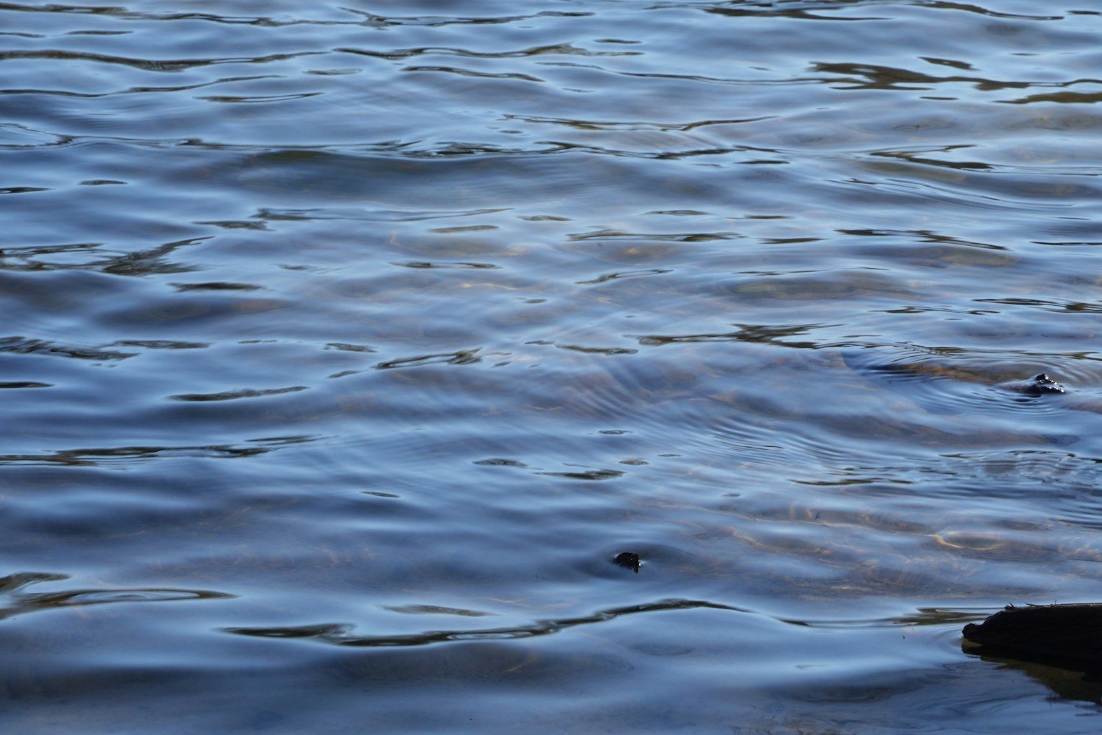 Rippling blue water surface with sunlight reflections