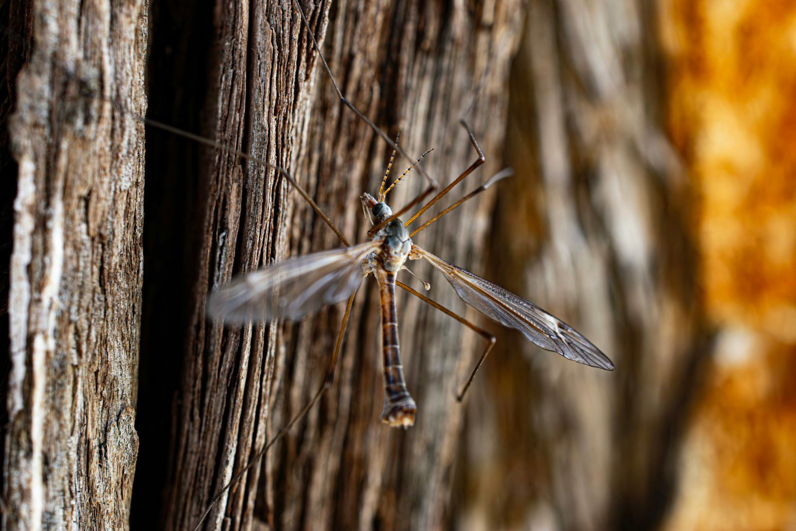 A close up of a bug on a tree
