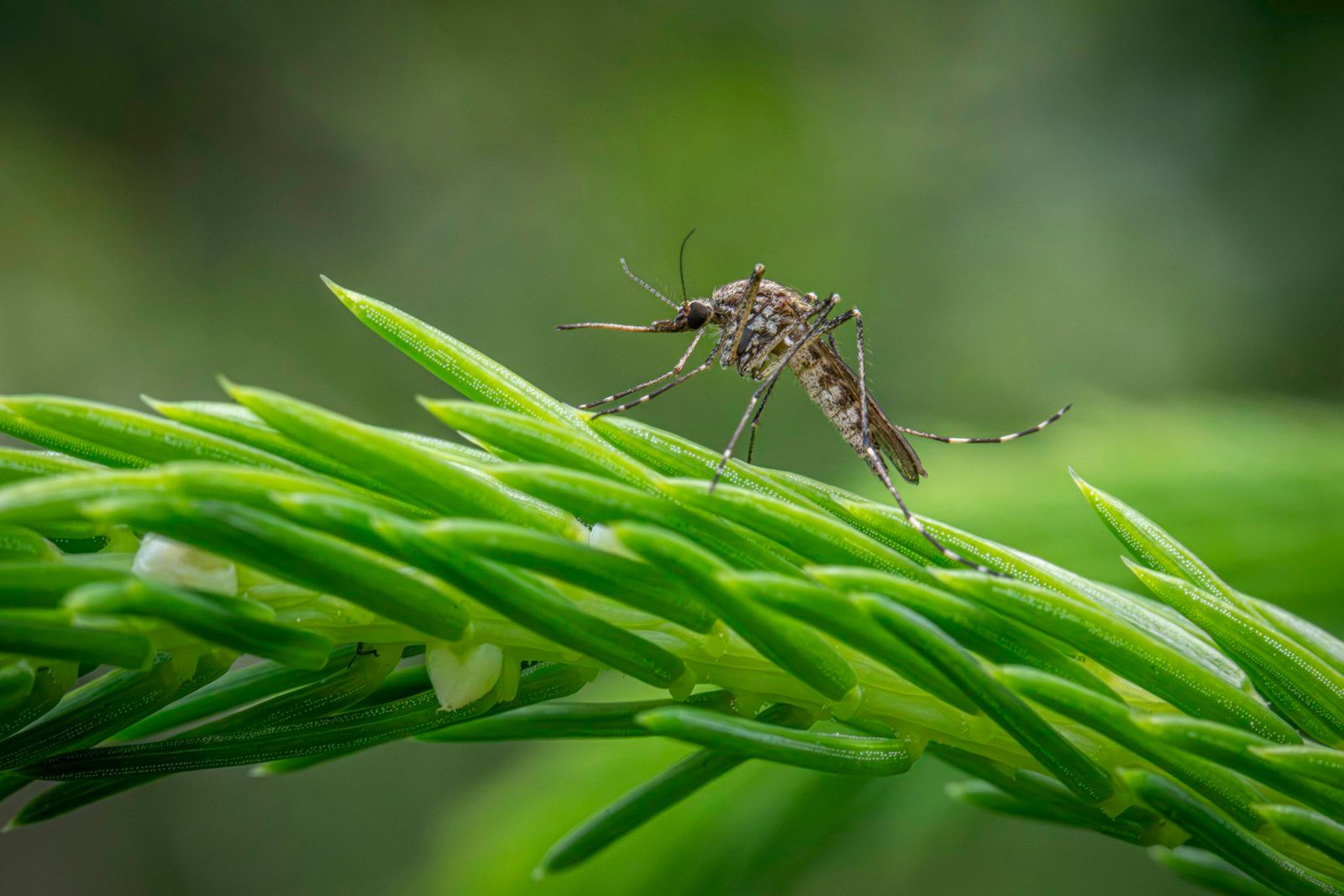 A mosquito sitting on top of a green plant