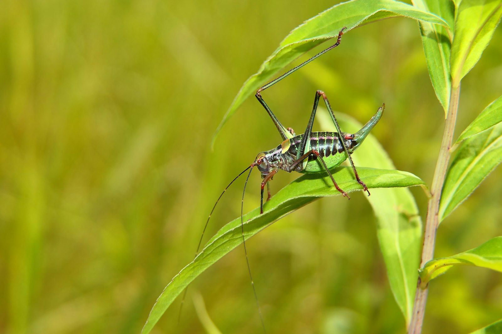 a bug on a leaf