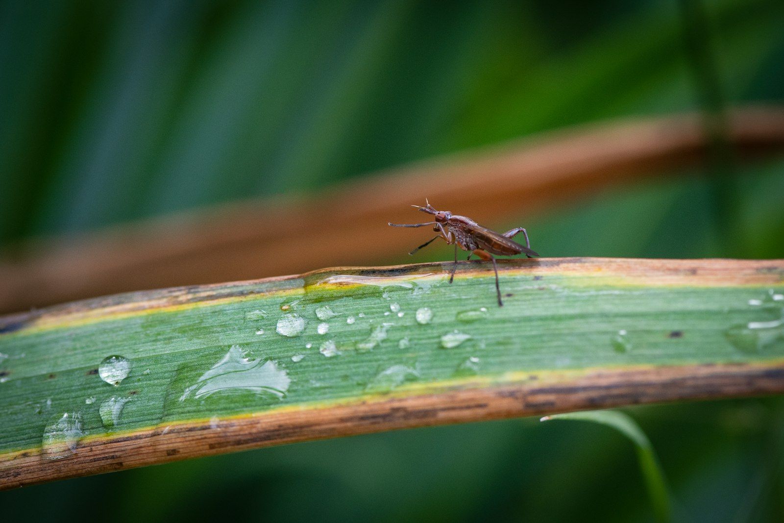 a bug on a leaf