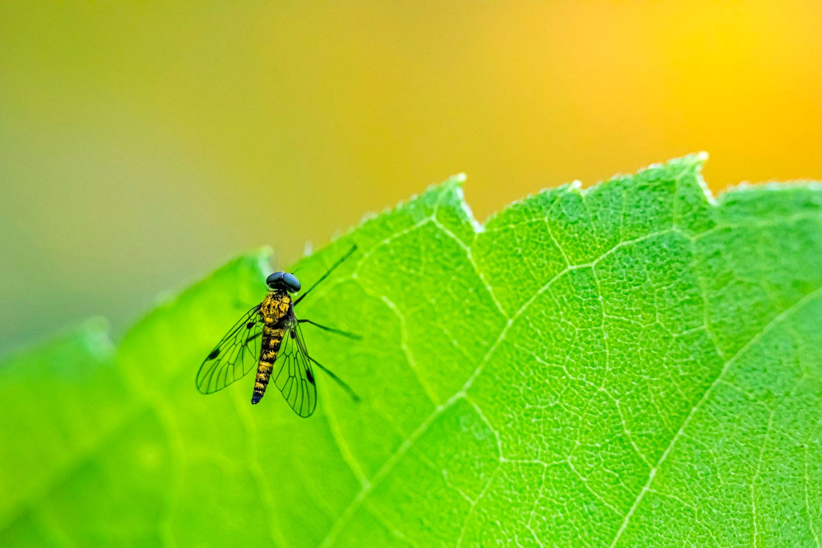 a bug on a leaf