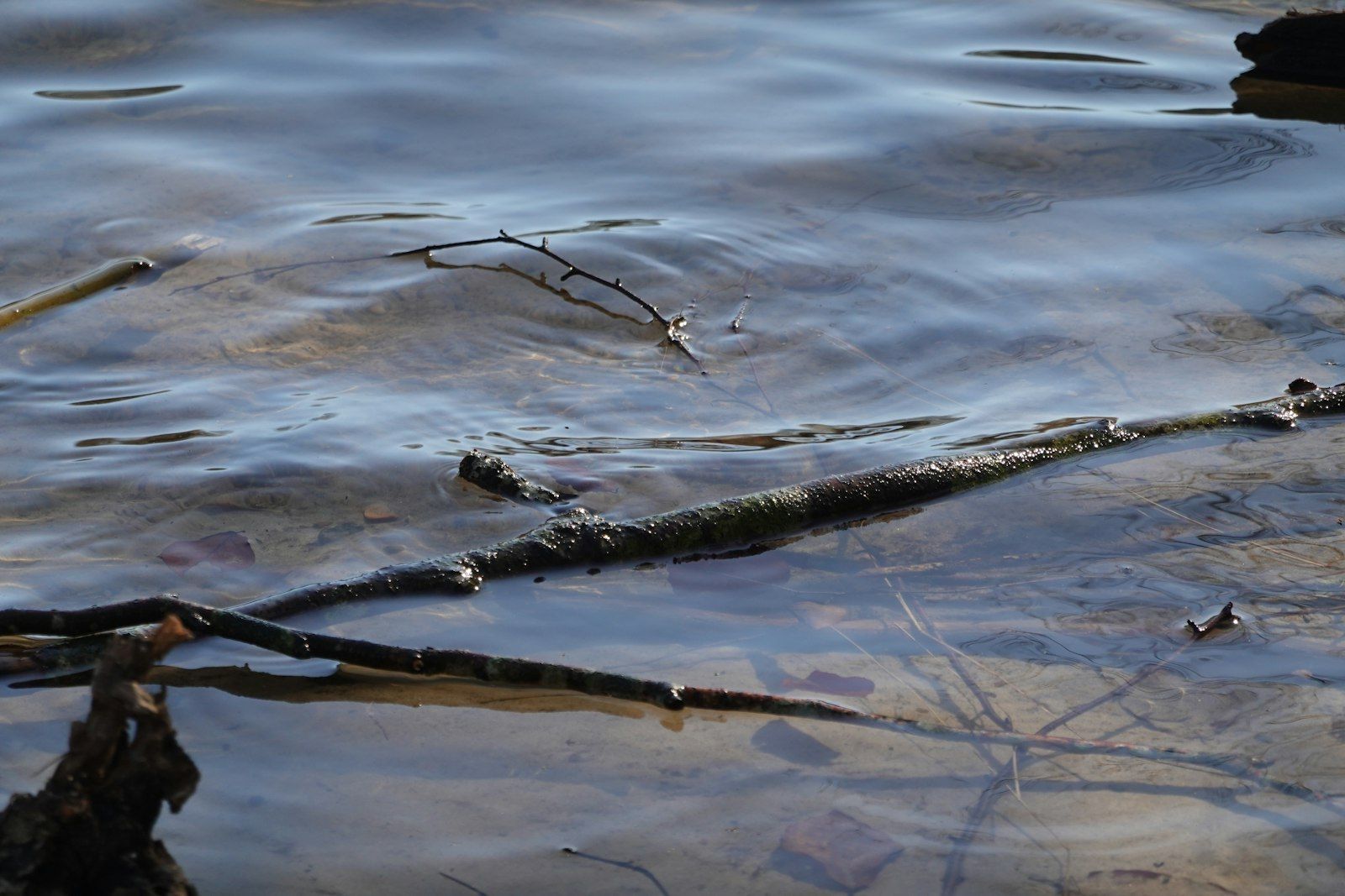 Twigs and branches floating on rippling water
