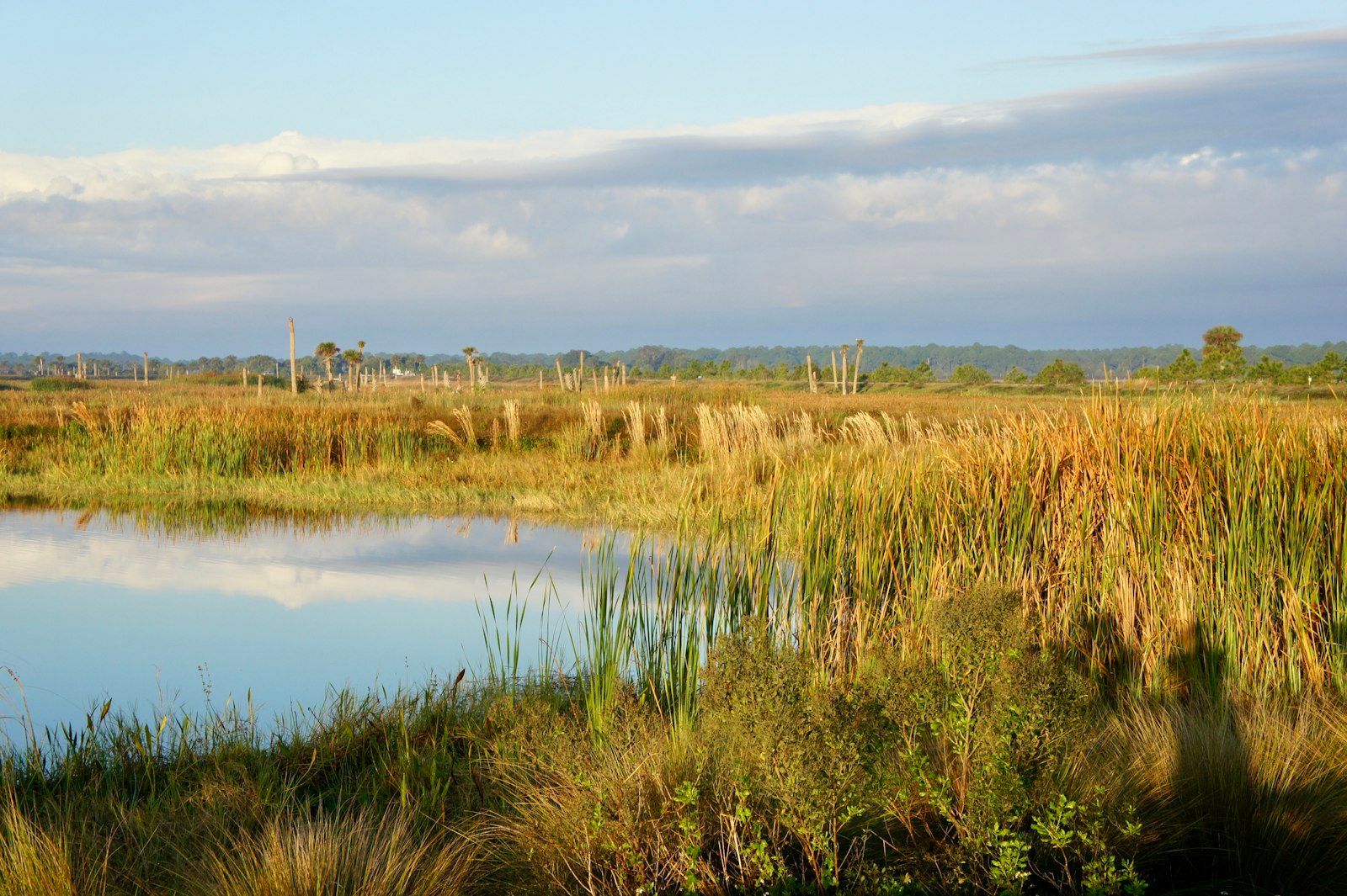 green grass near lake under blue sky during daytime