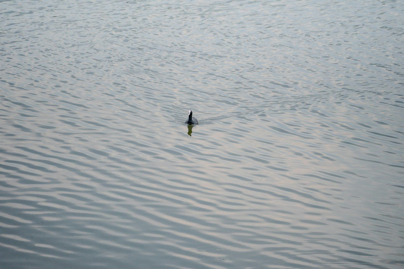 A small fin protrudes from the calm water.
