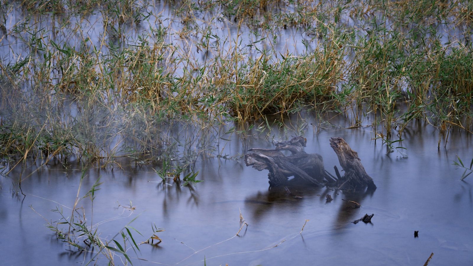 Grassy marshland with calm water and reflections
