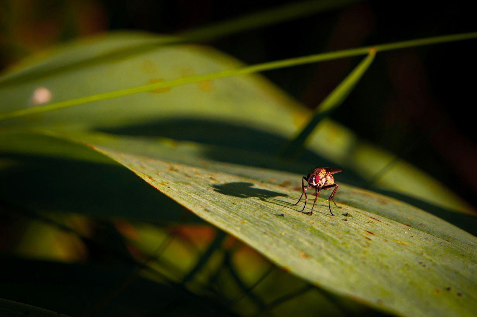 A small insect rests on a green leaf.