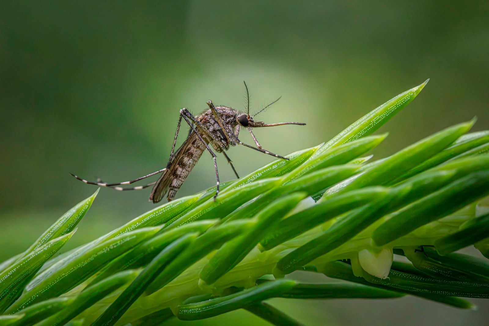 A close up of a mosquito on a plant