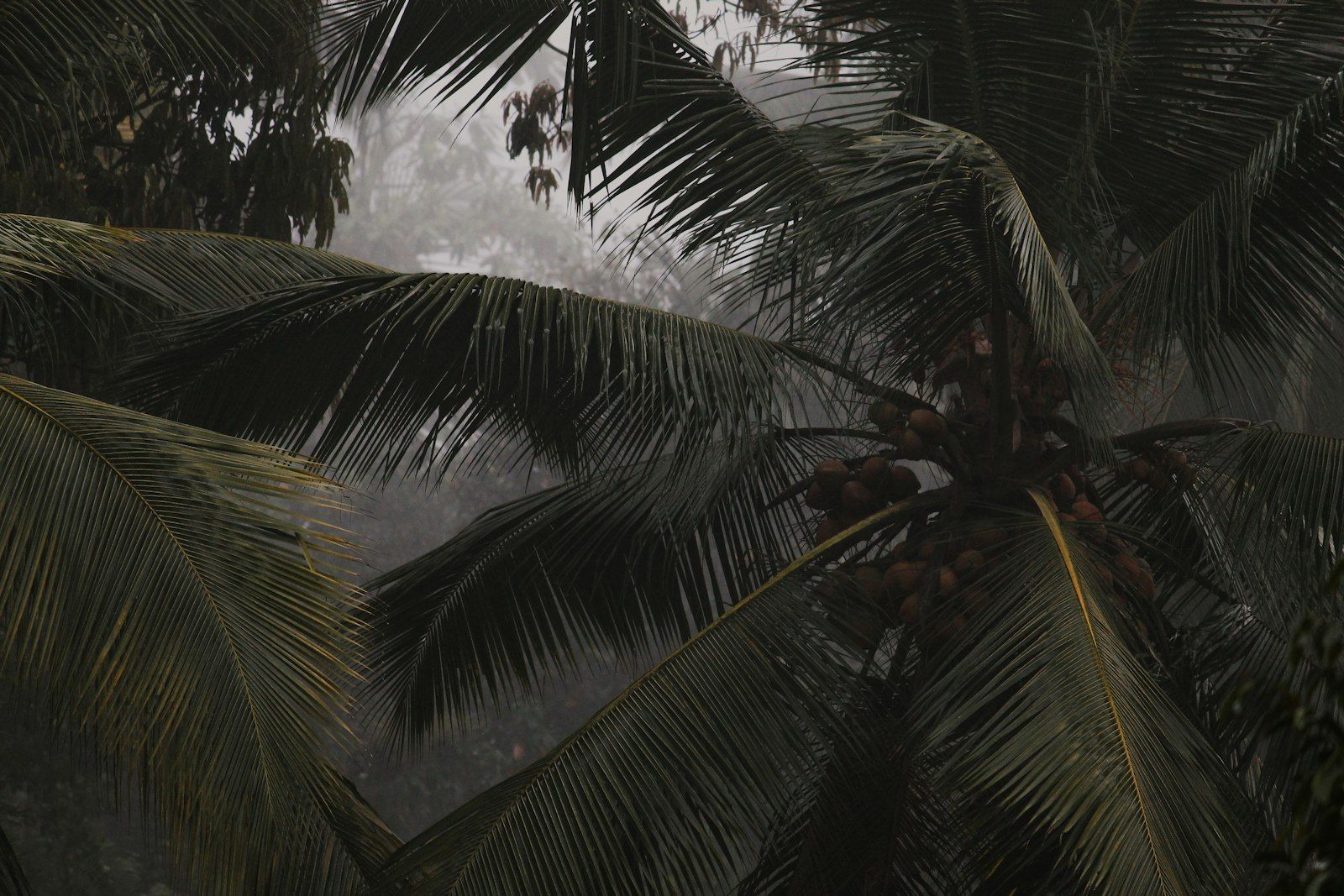 a group of palm trees