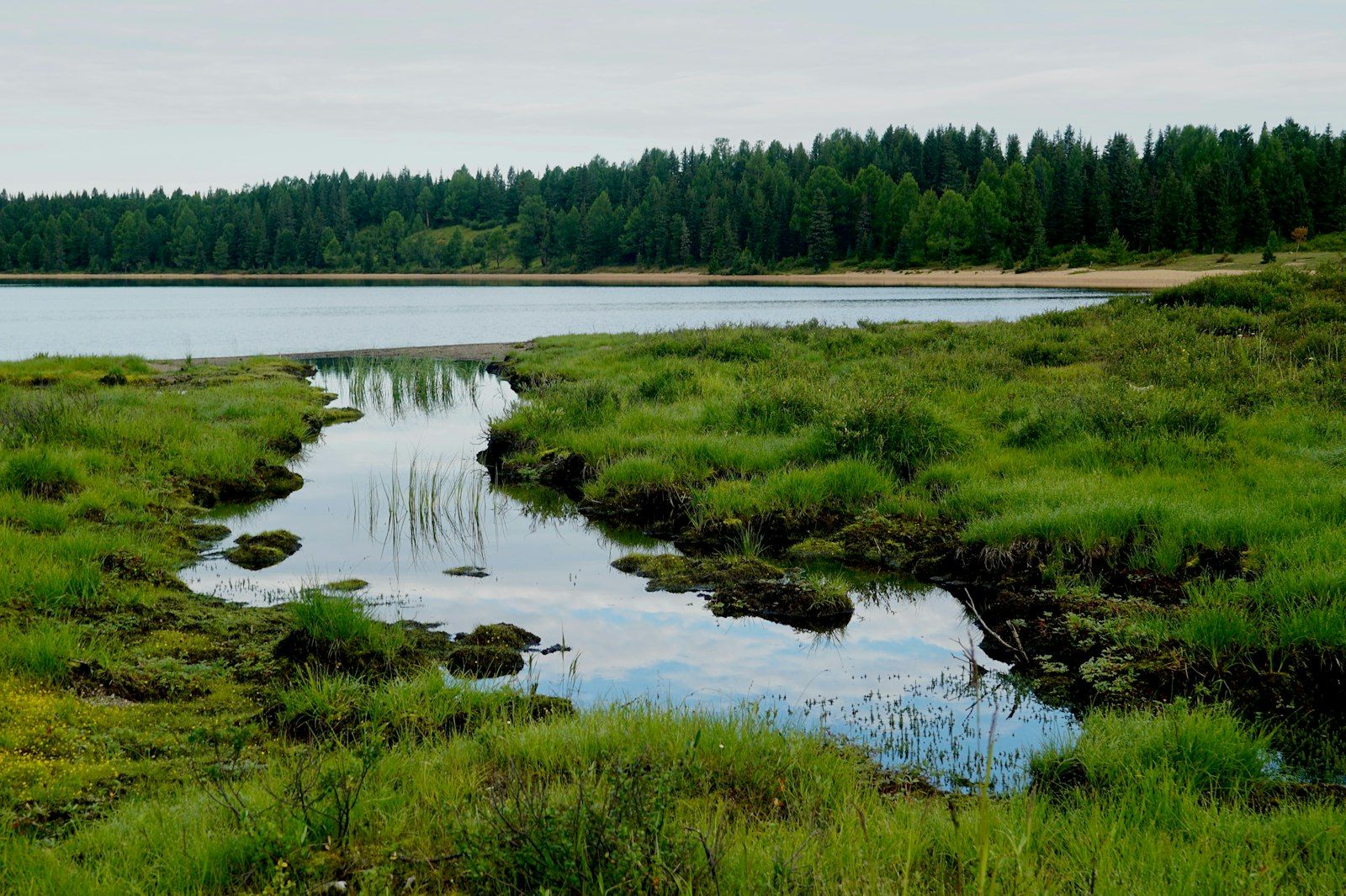 Grassy wetland with calm water and forest background