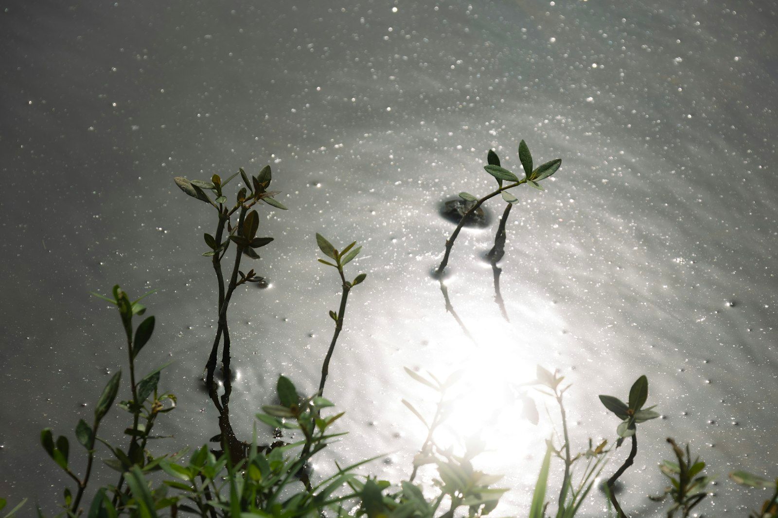 Green plants silhouetted against a bright, reflective water surface.