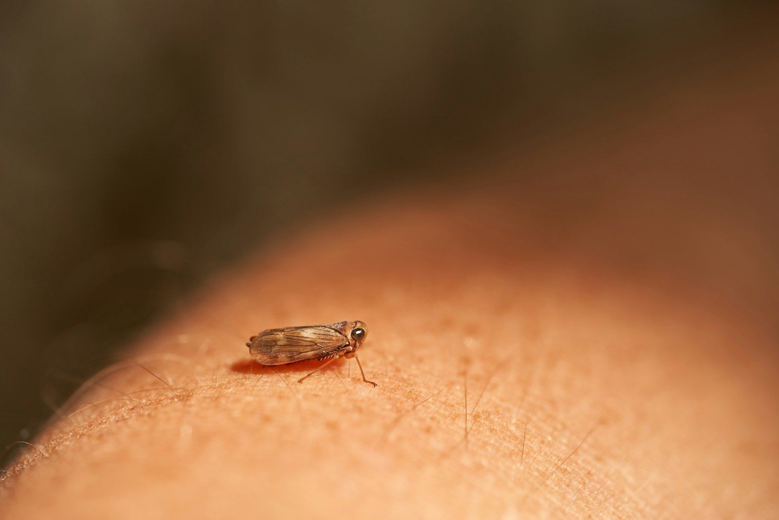 a close up of a person's arm with a bug on it