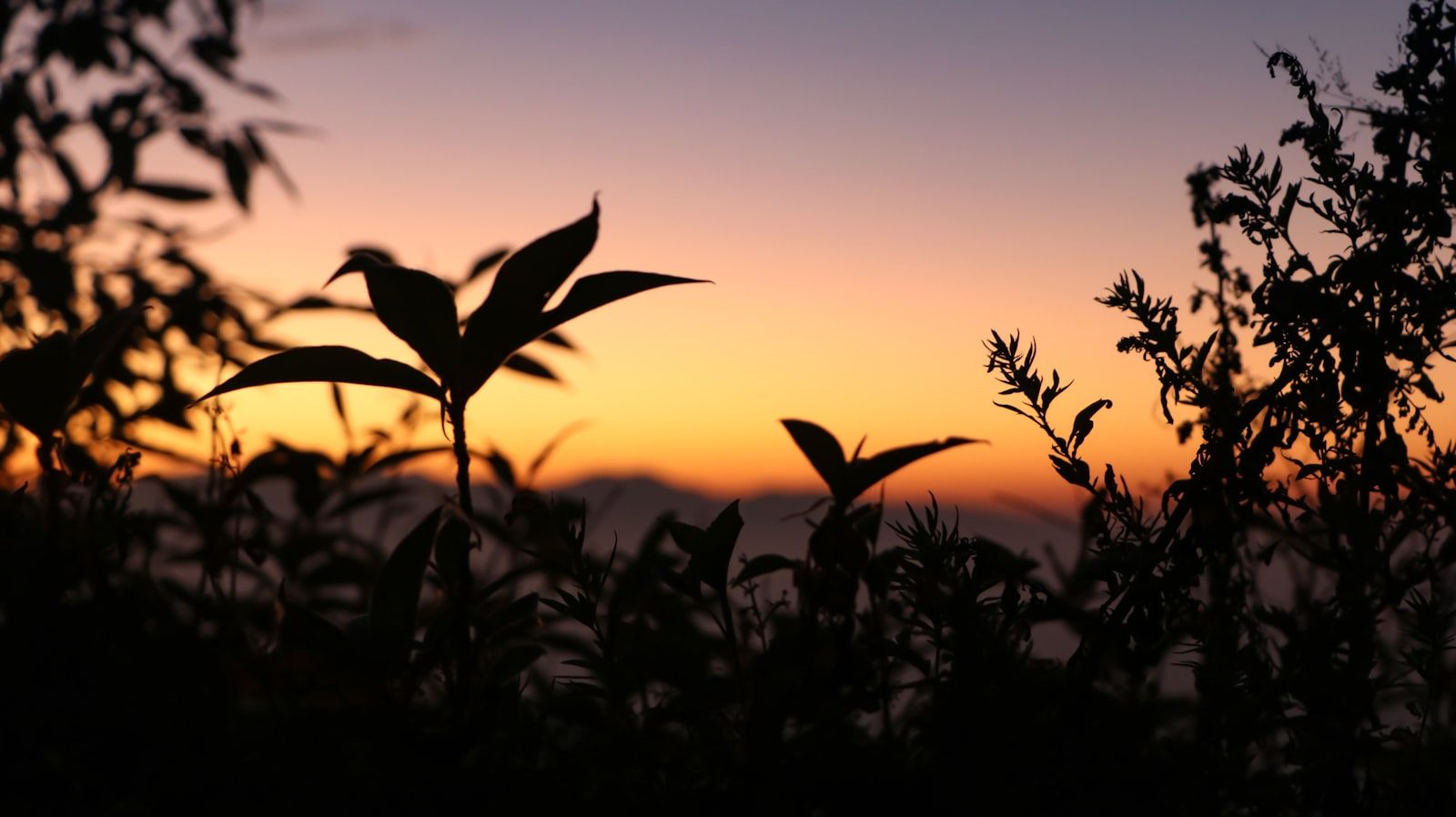 silhouette of plants during sunset