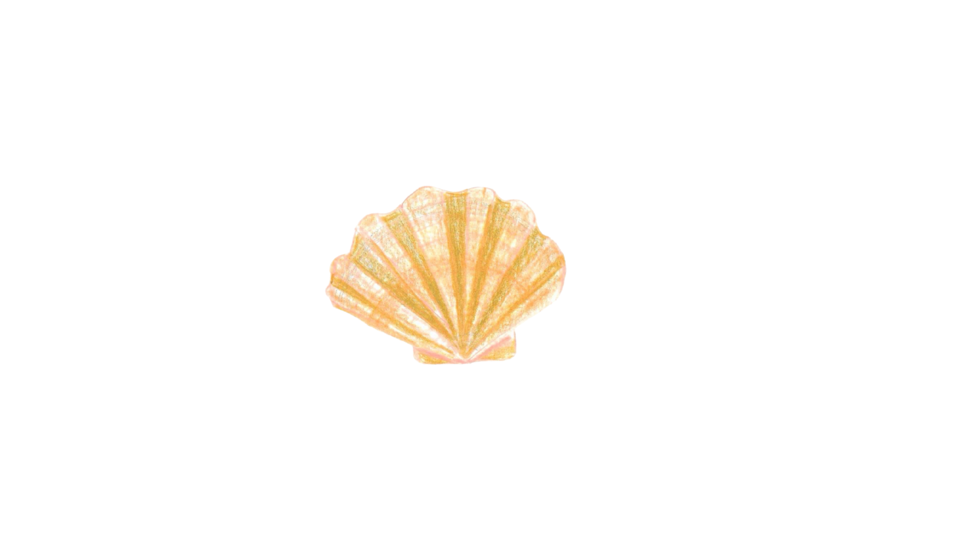 scallop shell