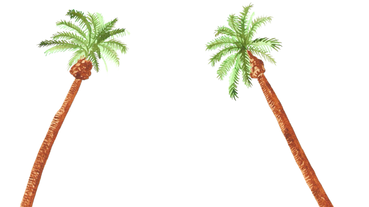 two palm trees sloping towards each other