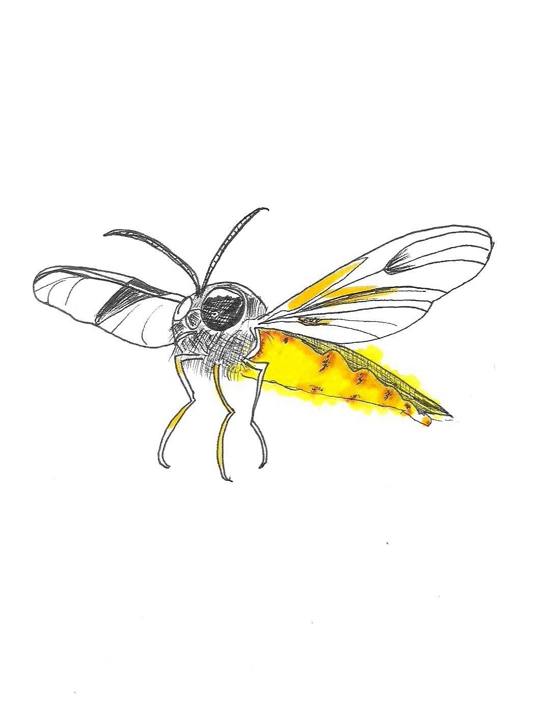 Firefly ink drawing fine art print with a white backgroundv