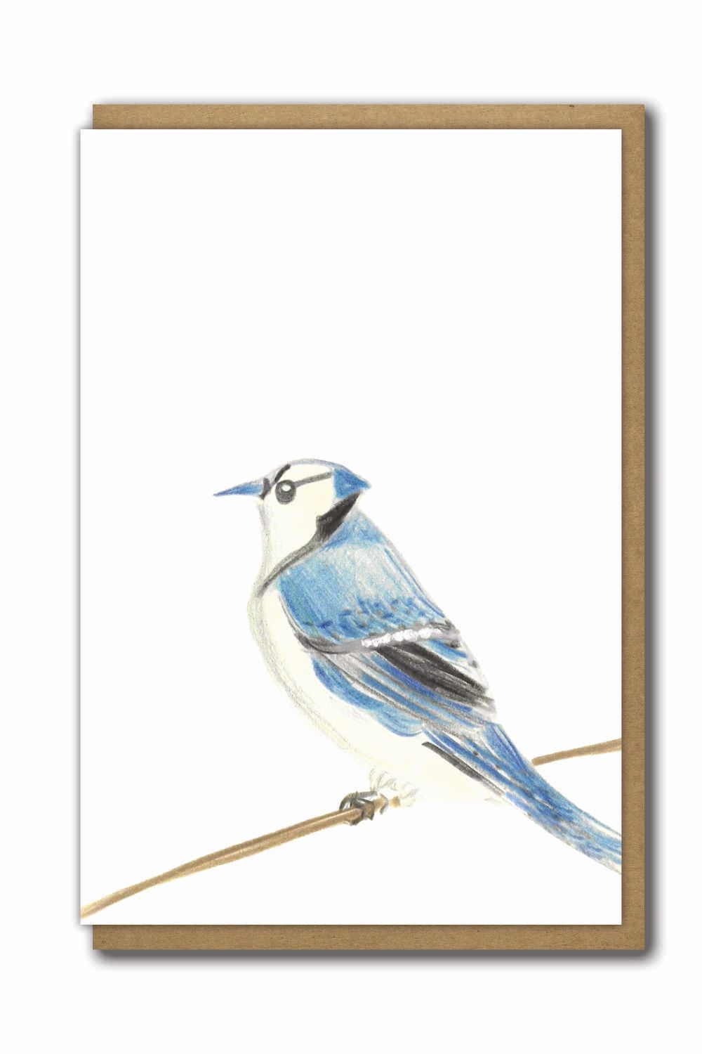 Greeting Card Bird Bluejay